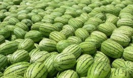 大西瓜 视频,揭秘西瓜种植与收获的奇妙之旅