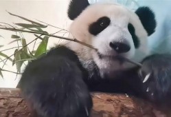 大熊猫吃竹子视频,竹海中的悠闲时光